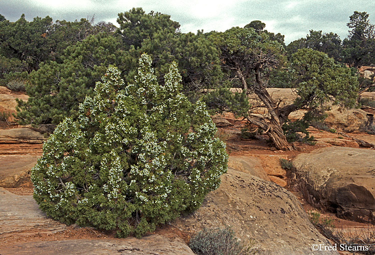 Colorado National Monument Independence Monument Juniper